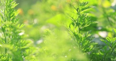 Çin 'de kırsal alanda yetişen havuç bitkileri.