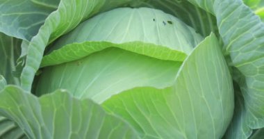 Çin 'de kırsal alanda büyüyen yeşil lahana.