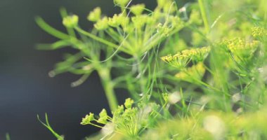 Çin 'de kırsal alanda rezene bitkileri yetişiyor.