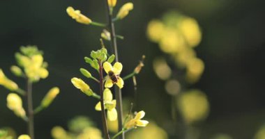Çin 'in kırsal kesimlerinde çiçek açan bitkiler.