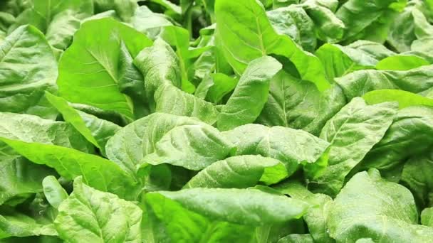 Green Lettuce Growing Rural Field China — Stock video