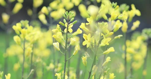 Tender Yellow Flowering Plants Growing Rural Field China — Stock video