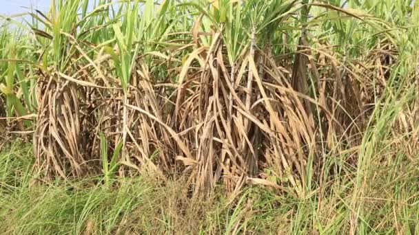 Plantas Cana Açúcar Crescendo Campo Rural China — Vídeo de Stock