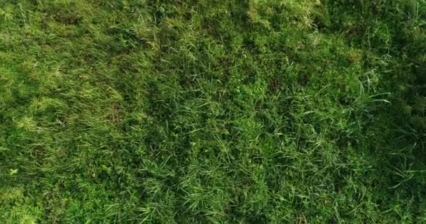 Footage of lush green grass of spring meadow in morning sunshine