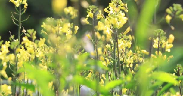 Тендітні Жовті Квіткові Рослини Ростуть Сільській Місцевості Китаю — стокове відео