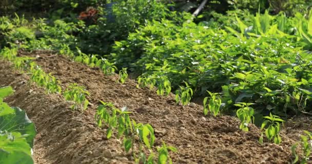 Green Sprouts Growing Rural Field China — Stock video