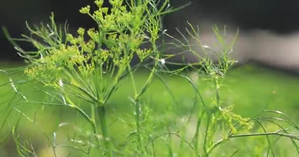 Fennel Plants Growing Rural Field China — Stock video