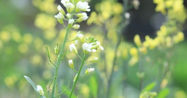 Plantes Fleurs Blanches Tendres Poussant Dans Les Champs Ruraux Chine — Video