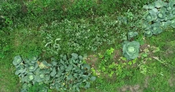 中国の農村部で栽培されているレタス キャベツなどの葉物野菜 — ストック動画