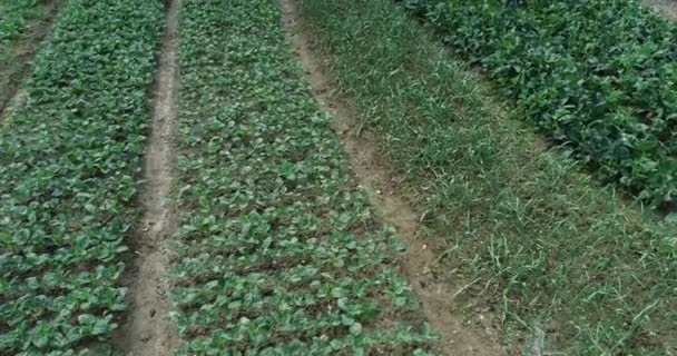 中国の農村部で栽培されているレタスなどの葉物野菜 — ストック動画