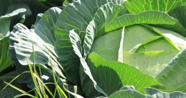 Green Cabbages Growing Rural Field Various Plants China — Stock video