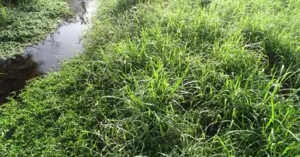 Groene Gras Met Rivier Lente Ochtend Zonneschijn — Stockvideo