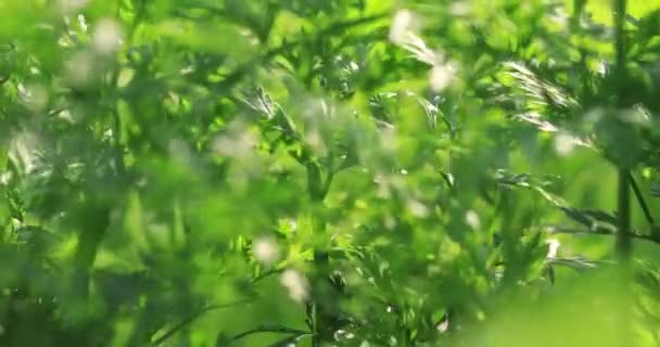 中国の農村部で栽培されているニンジン植物 — ストック動画