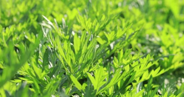 Carrot Plants Growing Rural Field China — Stock video