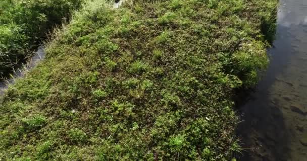 Groene Gras Met Rivier Lente Ochtend Zonneschijn — Stockvideo