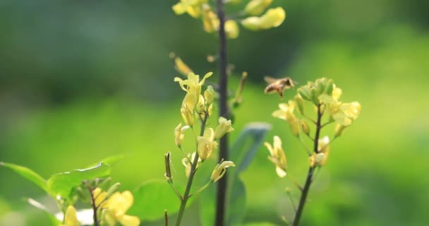 Gele Bloemen Groene Planten Groeien Het Zonlicht Het Platteland China — Stockvideo
