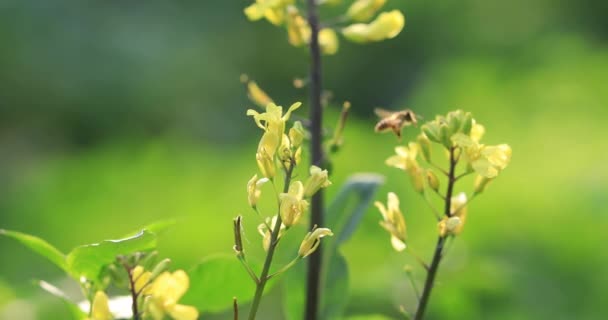 Flores Amarelas Plantas Verdes Que Crescem Luz Sol Campo Rural — Vídeo de Stock