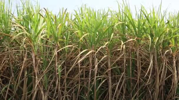 Sugarcane Plants Growing Rural Field China — Stock Video