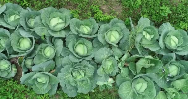 Lettuce Cabbages Other Leafy Vegetables Growing Rural Field China — Stock video