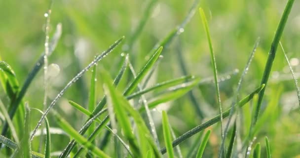 Green Leek Growing Rural Field China — Stock Video