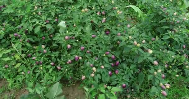 Pimentos Ornamentais Que Crescem Campo Rural China — Vídeo de Stock