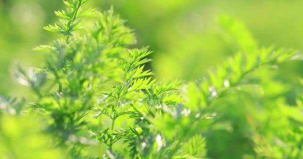 Plantes de carotte poussant dans les champs ruraux en Chine 