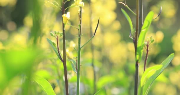 Flores Amarelas Plantas Verdes Que Crescem Luz Sol Campo Rural — Vídeo de Stock