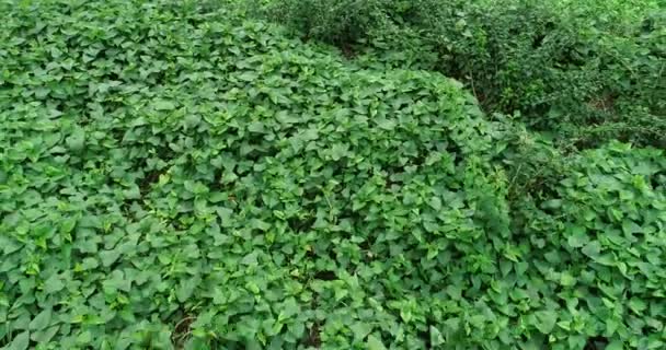 Green Tea Plants Growing Rural Field China — Stock video
