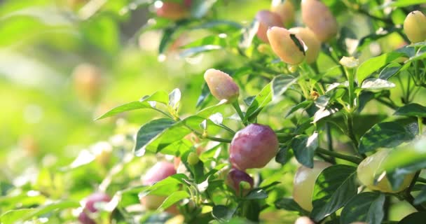 Little Ornamental Peppers Growing Rural Field China — Stock video