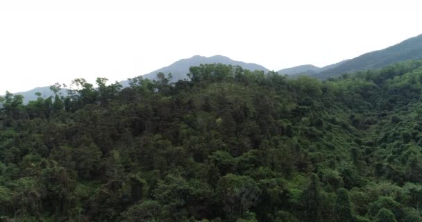 Paysage Forêt Tropicale Printemps Dans Les Montagnes — Video