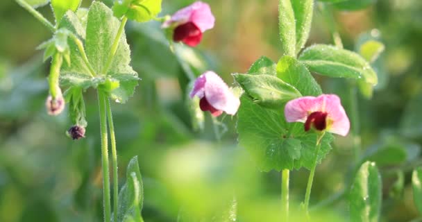 Common Motherwort Herbs Flowering Rural Field China — Stock video