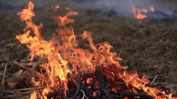 Close Field Fire Growing Rural China — Stock video