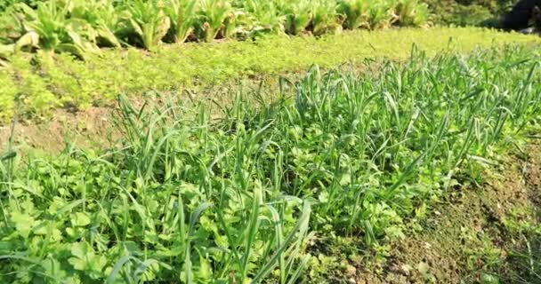 中国农村种植的莴苣和其他绿叶蔬菜 — 图库视频影像