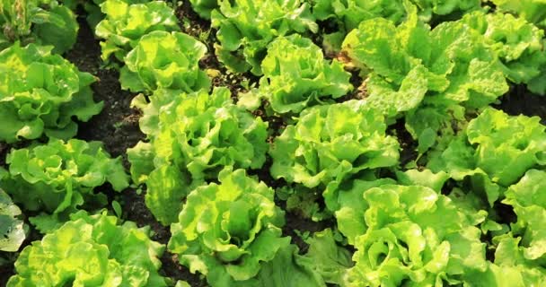 Reihenweise Grüner Salat Wächst Auf Ländlichen Feldern China — Stockvideo