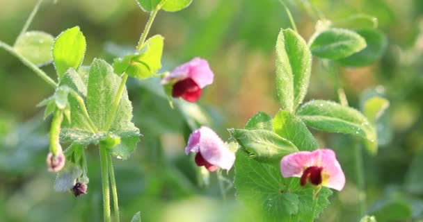 Common Motherwort Herbs Flowering Rural Field China — Stock video