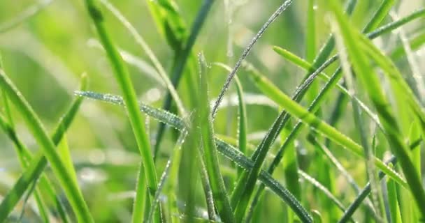 Alho Porro Verde Crescendo Campo Rural China — Vídeo de Stock