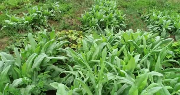Φυτά Πράσινου Μαρουλιού Που Αναπτύσσονται Αγροτικές Περιοχές Στην Κίνα — Αρχείο Βίντεο