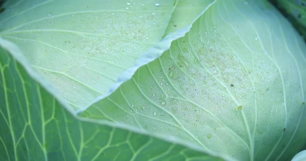 Repolho Verde Crescendo Campo Rural China — Vídeo de Stock