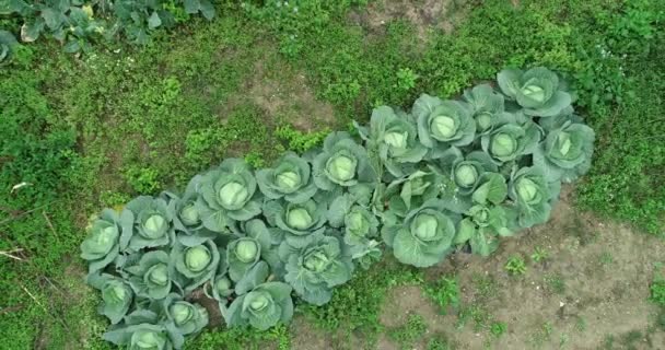 Fileiras Couves Verdes Crescendo Campo Rural China — Vídeo de Stock