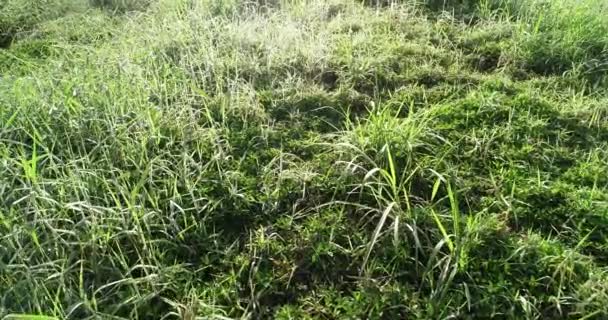 Hierba Verde Con Gotas Rocío Primavera Sol Mañana — Vídeos de Stock