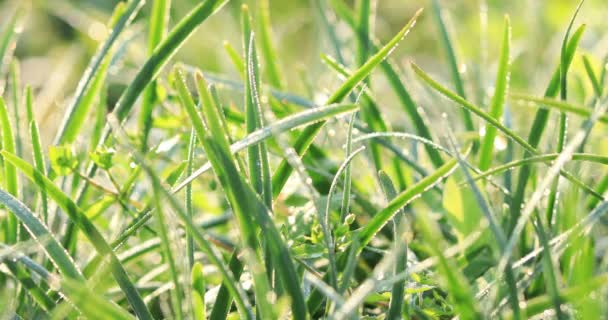 poireaux poussant dans les champs ruraux en Chine 