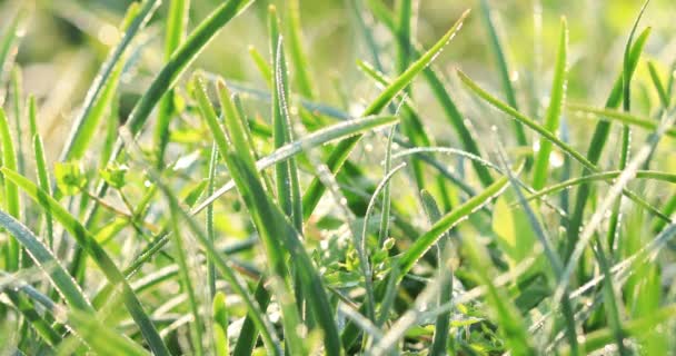 Poireaux Poussant Dans Les Champs Ruraux Chine — Video