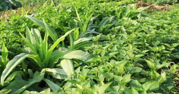 Lechuga Otras Verduras Hoja Que Crecen Campo Rural China — Vídeo de stock