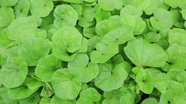 Feuilles Vertes Poussant Dans Les Champs Ruraux Chine — Video