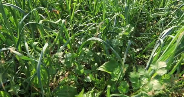 Lechuga Otras Verduras Hoja Que Crecen Campo Rural China — Vídeos de Stock