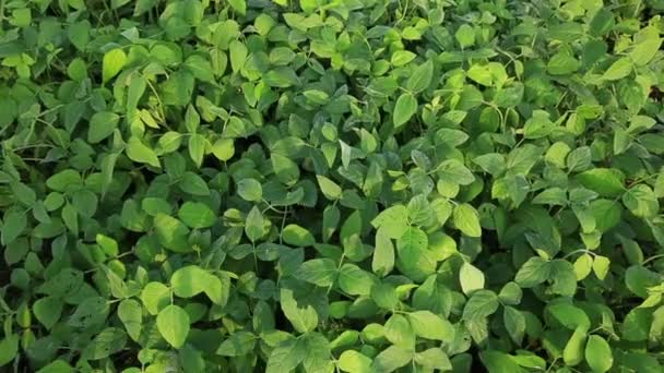 Plantas Verde Creciendo Campo Rural China — Vídeo de stock