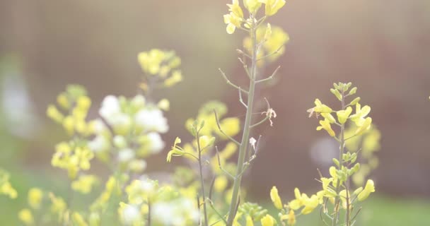 Flowering Plants Growing Rural Field China — Stock video