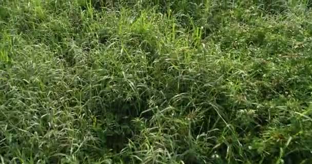 Herbe verte avec gouttes de rosée au soleil du matin de printemps 