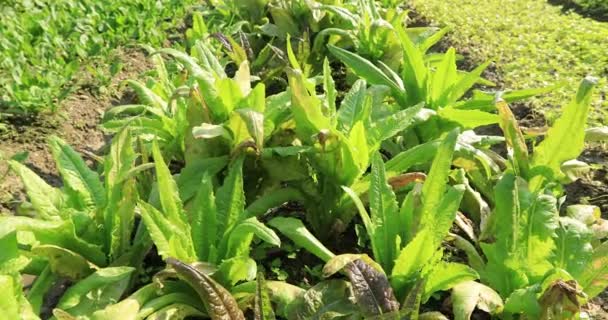 Lechuga Otras Verduras Hoja Que Crecen Campo Rural China — Vídeo de stock