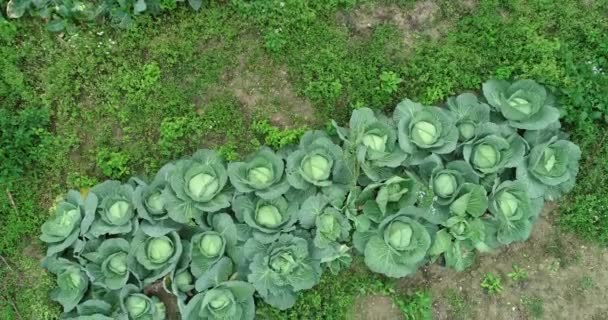 Alface Repolhos Outros Vegetais Folhosos Que Crescem Campo Rural China — Vídeo de Stock